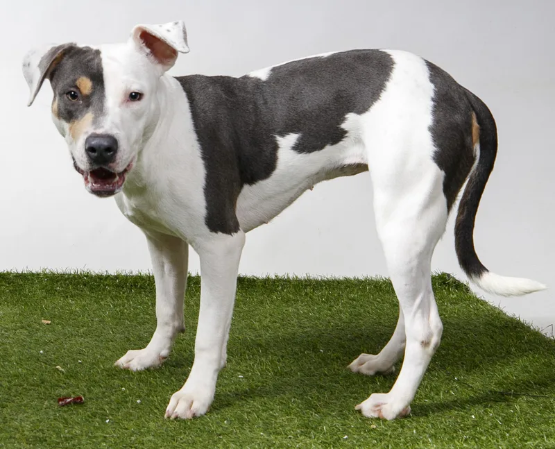 An adult medium-sized female Pit Bull Terrier dog named Velvette for adoption in Harvey , LA