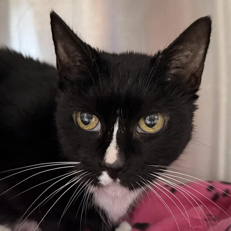 An adult medium-sized female Domestic Short Hair cat named Abbie for adoption in Charlestown, RI
