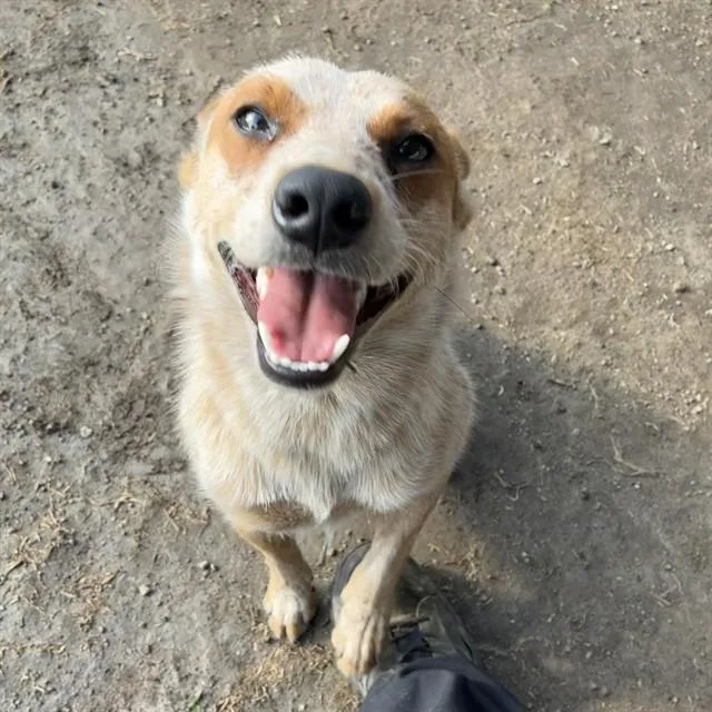 A young medium-sized female Australian Cattle Dog / Blue Heeler dog named Blossom for adoption in Riverside, CA