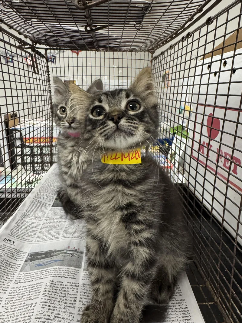 A baby small-sized female Domestic Medium Hair cat named Lotus for adoption in Chatsworth, CA
