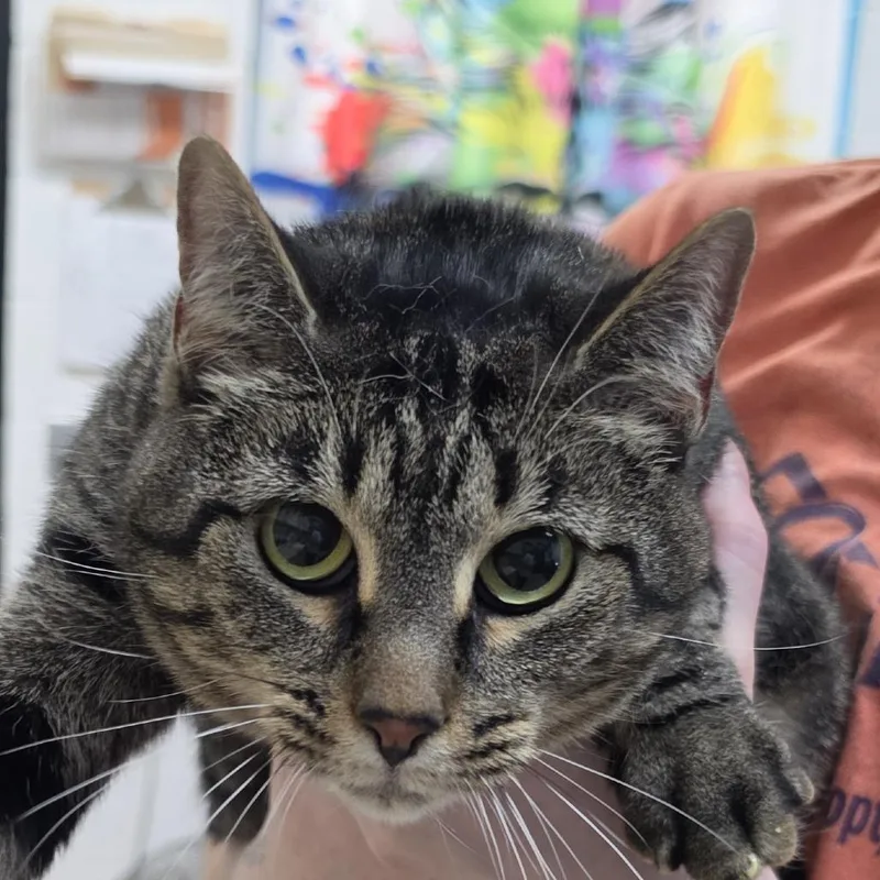 An adult large-sized female Domestic Short Hair cat named Love for adoption in Ardmore, OK