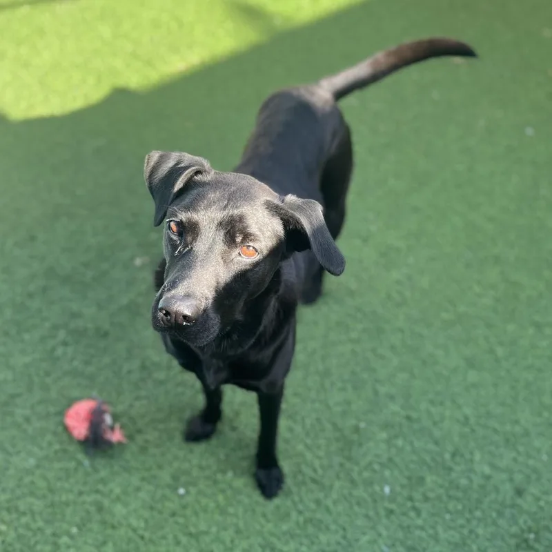 An adult medium-sized female Black Black Labrador Retriever dog named Jewel for adoption in LOXAHATCHEE, FL