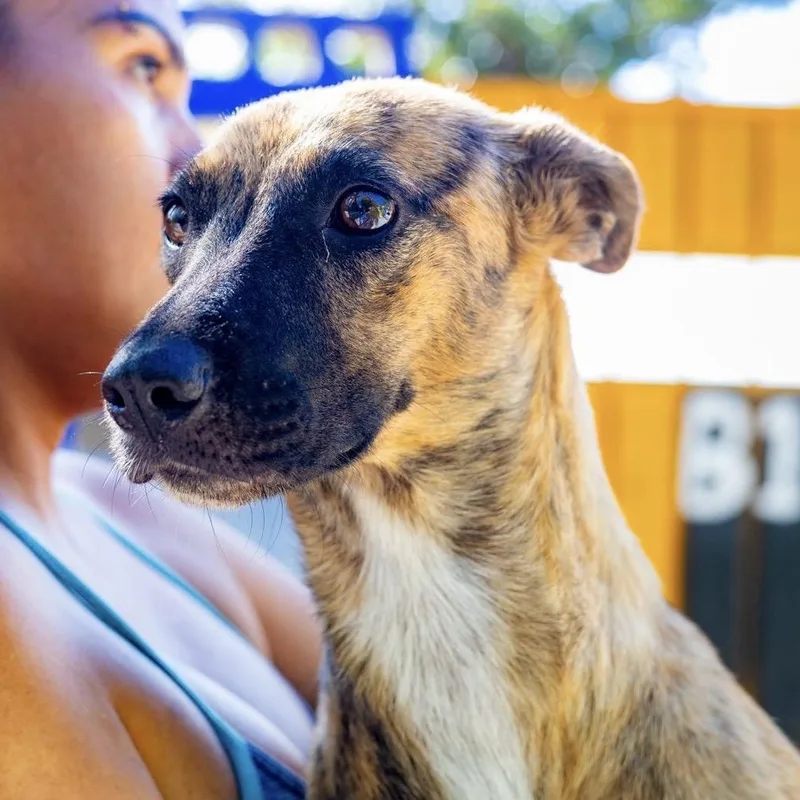 A young medium-sized female Brindle Whippet dog named Daphne for adoption in New York, NY