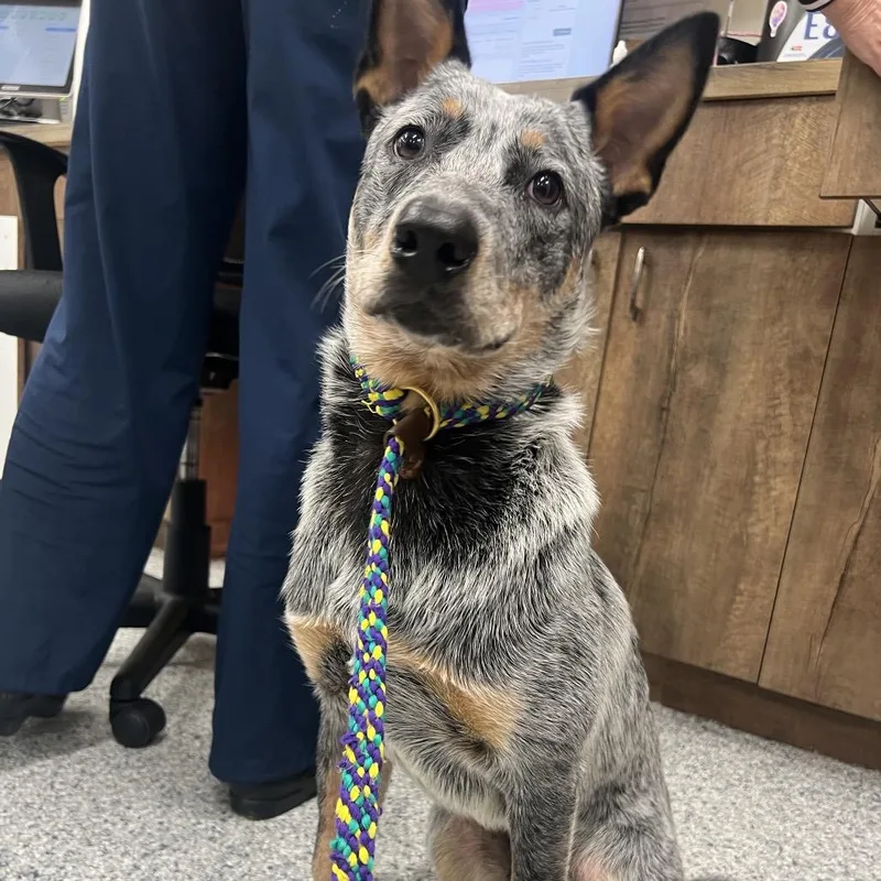 A young medium-sized male White / Cream Australian Cattle Dog / Blue Heeler dog named Hobo for adoption in LOXAHATCHEE, FL