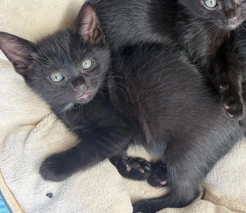 A baby medium-sized female Black Tabby cat named Pepper for adoption in Midway City, CA
