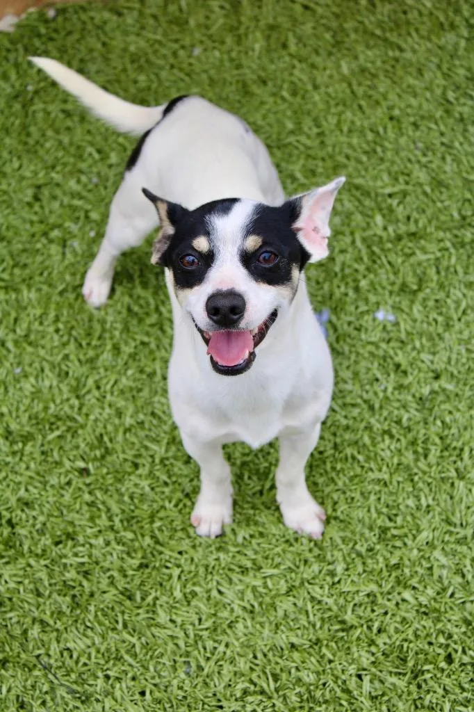 A young medium-sized male Jack Russell Terrier dog named Spot Spot for adoption in Morgantown, KY