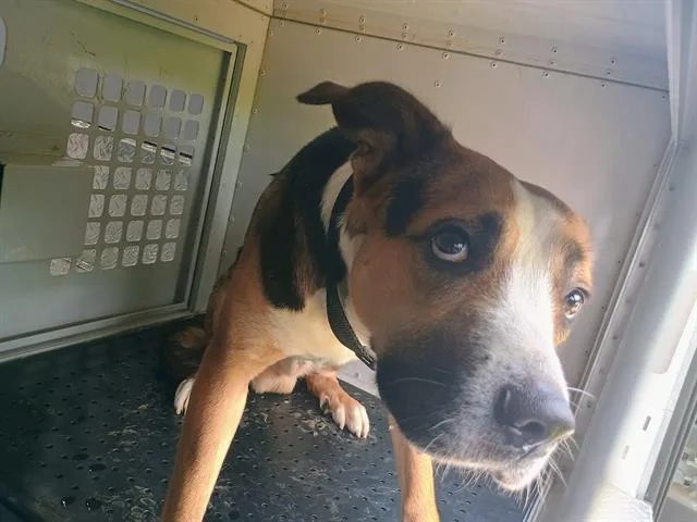 An adult medium-sized male Mixed Breed dog named Ravioli for adoption in Charlotte, NC