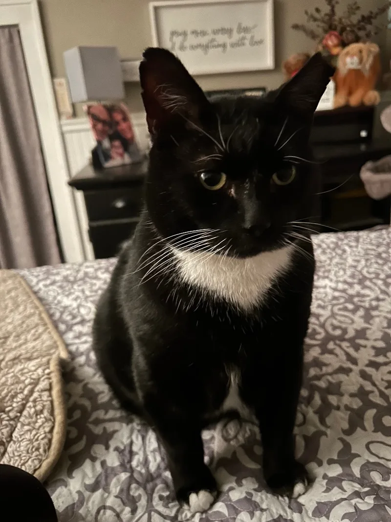 An adult large-sized male Black & White / Tuxedo Tuxedo cat named Bubba Beans for adoption in Sayville, NY