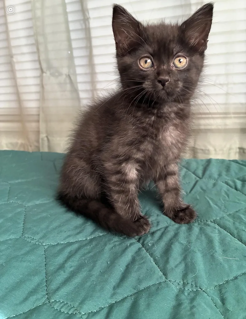 A baby medium-sized female Black Domestic Short Hair cat named Rikka for adoption in Batesville, AR
