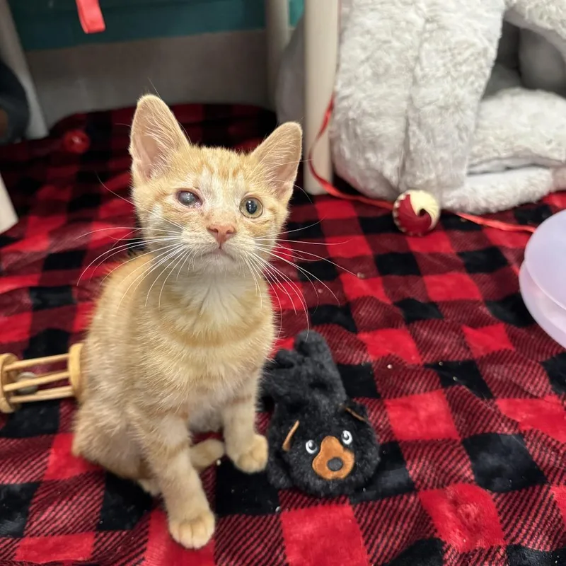 A baby small-sized male Orange / Red Domestic Medium Hair cat named Vanillie for adoption in Fredericksburg, VA