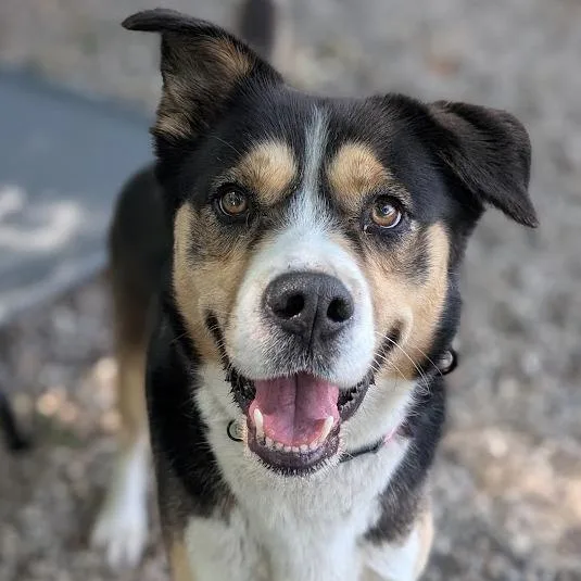 An adult medium-sized female Black Mixed Breed dog named Sparky for adoption in West Olive, MI