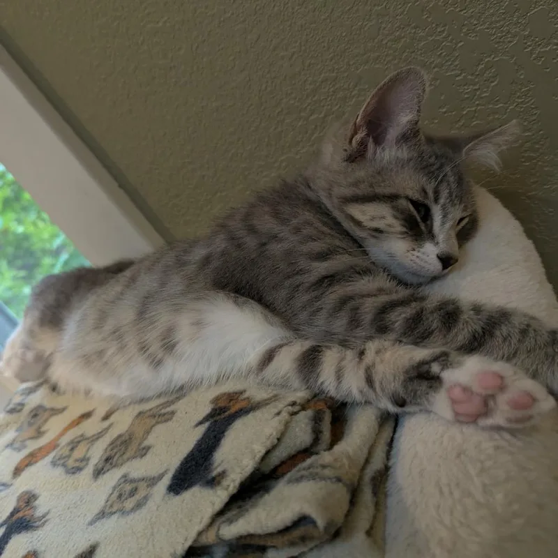 Murphy