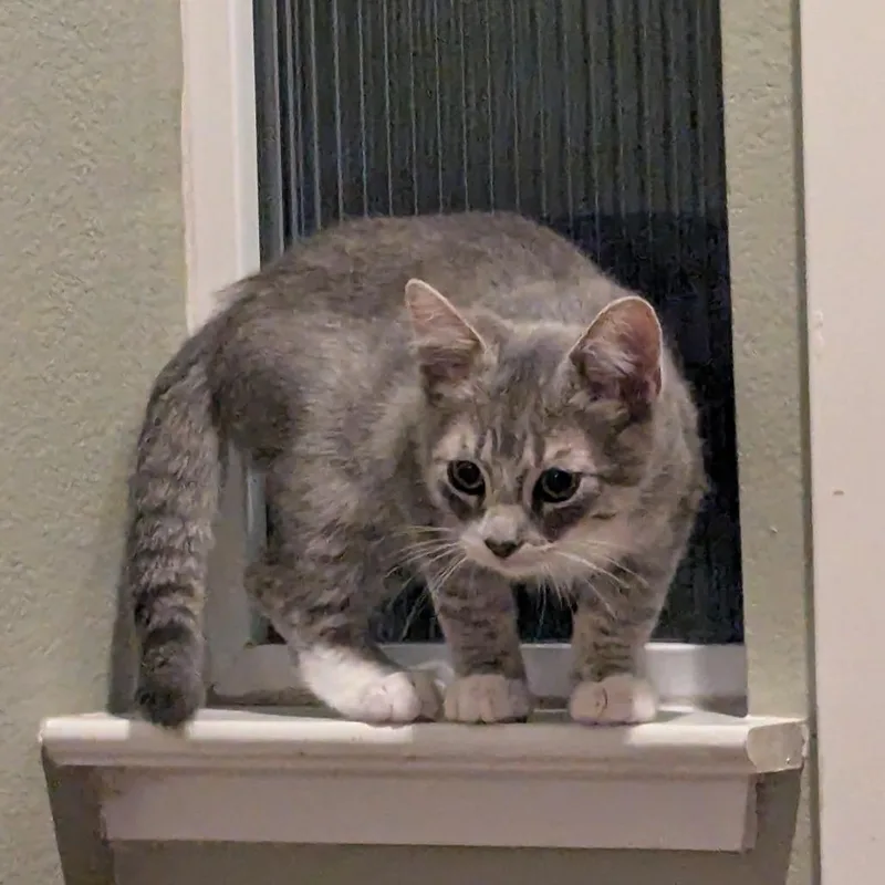 Murphy thumbnail 3