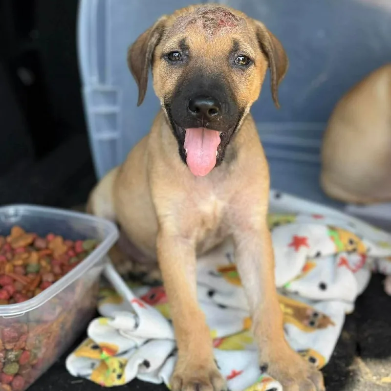 A baby small-sized female Yellow / Tan / Blond / Fawn Mixed Breed dog named Jasmine for adoption in Buffalo, MN
