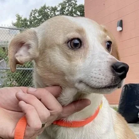 An adult small-sized male White / Cream Chihuahua dog named AlPupcino for adoption in Wimberley, TX