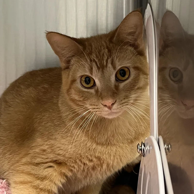 An adult medium-sized male Domestic Short Hair cat named Scampi for adoption in Mount Pleasant, MI