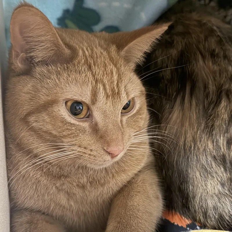 Scampi thumbnail 2