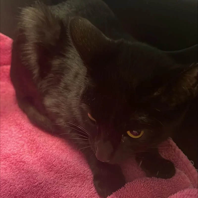 An adult medium-sized female Domestic Short Hair cat named Fusilli for adoption in Tacoma, WA