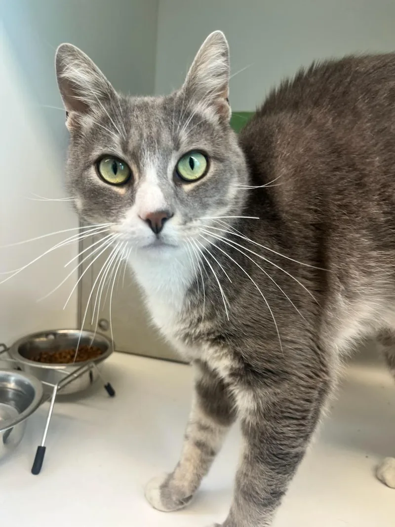 An adult medium-sized male Tabby (Gray / Blue / Silver) Domestic Short Hair cat named Barry for adoption in Manassas, VA