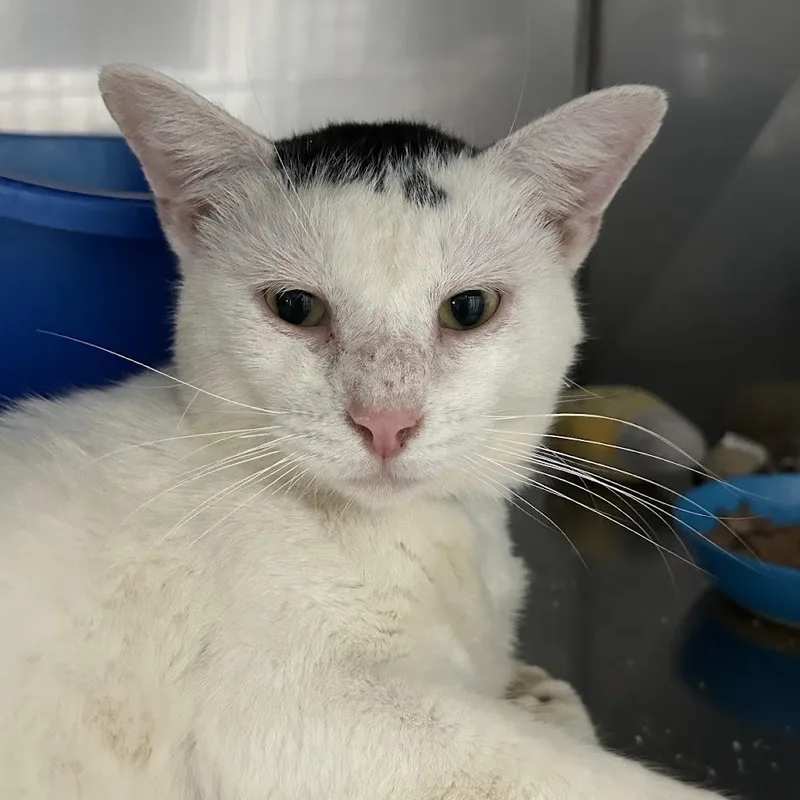 A young medium-sized male Black & White / Tuxedo Domestic Short Hair cat named Mr. Toupee for adoption in Grand Rapids, MI