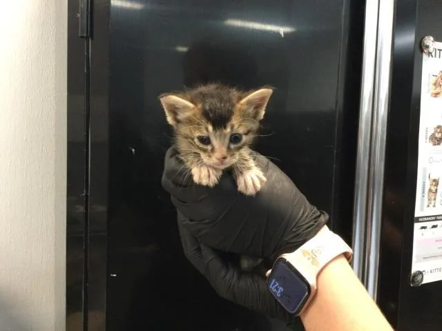 A baby small-sized female Domestic Short Hair cat named Mochi for adoption in Thousand Palms, CA