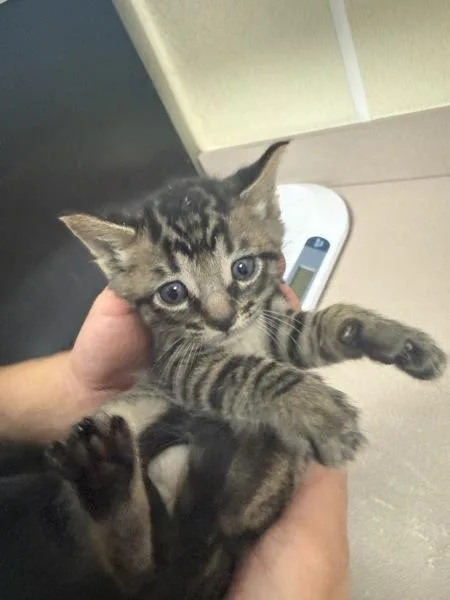 A baby small-sized male Domestic Medium Hair cat named Ladle for adoption in Salisbury, MD