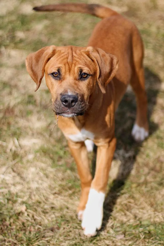A baby medium-sized female Boxer dog named Ryah for adoption in Coldwater, MI