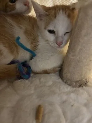A baby small-sized female Domestic Short Hair cat named Gena for adoption in Cumming, GA