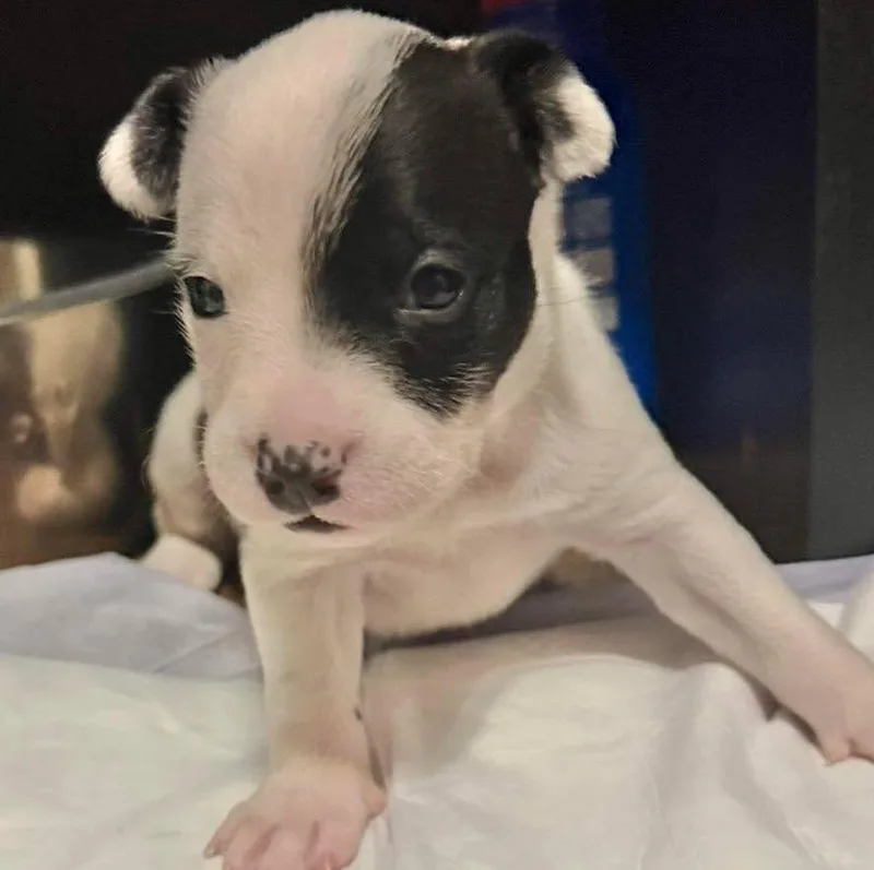 A baby small-sized female Terrier dog named Tia for adoption in Grand Bay, AL