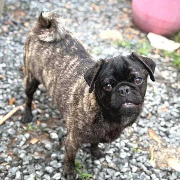 A baby small-sized male Brindle Pug dog named Bruno for adoption in Alvin, TX