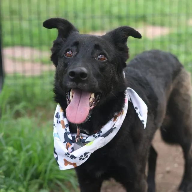 An adult medium-sized female Labrador Retriever dog named Chopper for adoption in San Antonio, TX