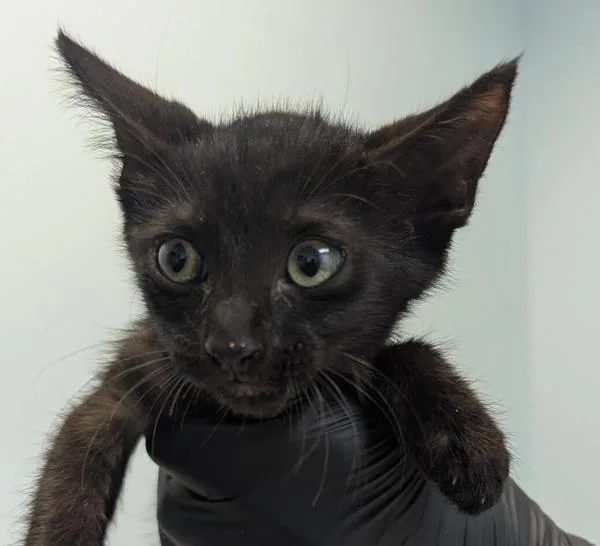 A baby small-sized male Domestic Short Hair cat named Gary for adoption in Oceanside, CA
