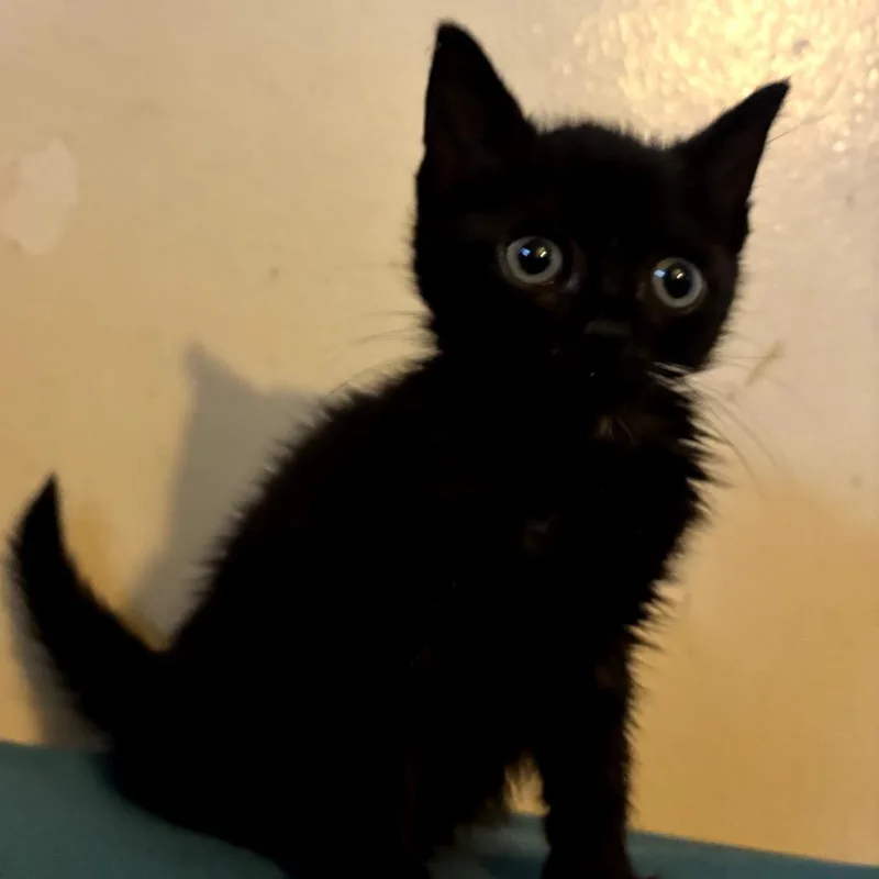 A baby small-sized male Black Domestic Short Hair cat named Tuki for adoption in Los Angeles, CA