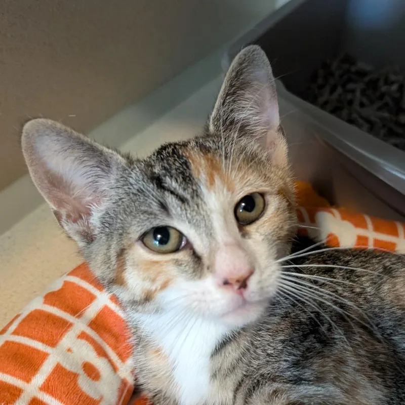 A baby small-sized female Calico Domestic Short Hair cat named Bell Pepper for adoption in Calverton, NY