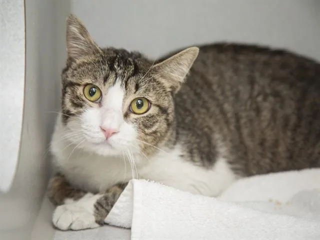 An adult medium-sized male Domestic Short Hair cat named Scotcharoo for adoption in Phoenix, AZ