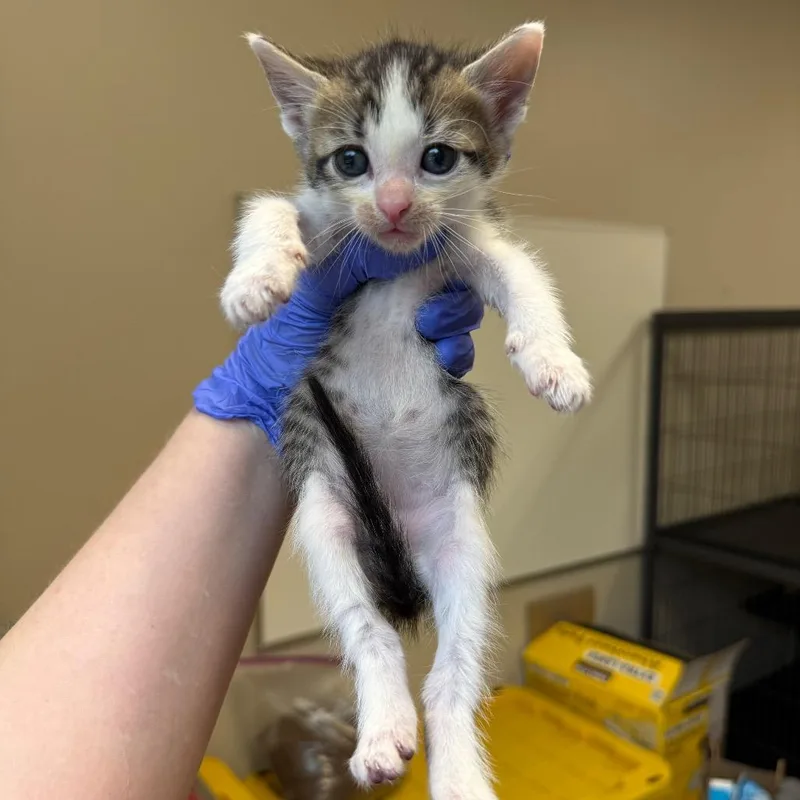 A baby small-sized male White Domestic Short Hair cat named Cronut for adoption in Birmingham, AL