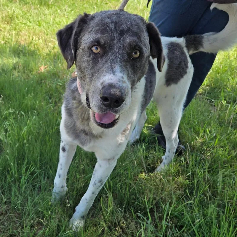 An adult large-sized male Merle (Blue) Great Pyrenees dog named Bluford for adoption in Graham, TX