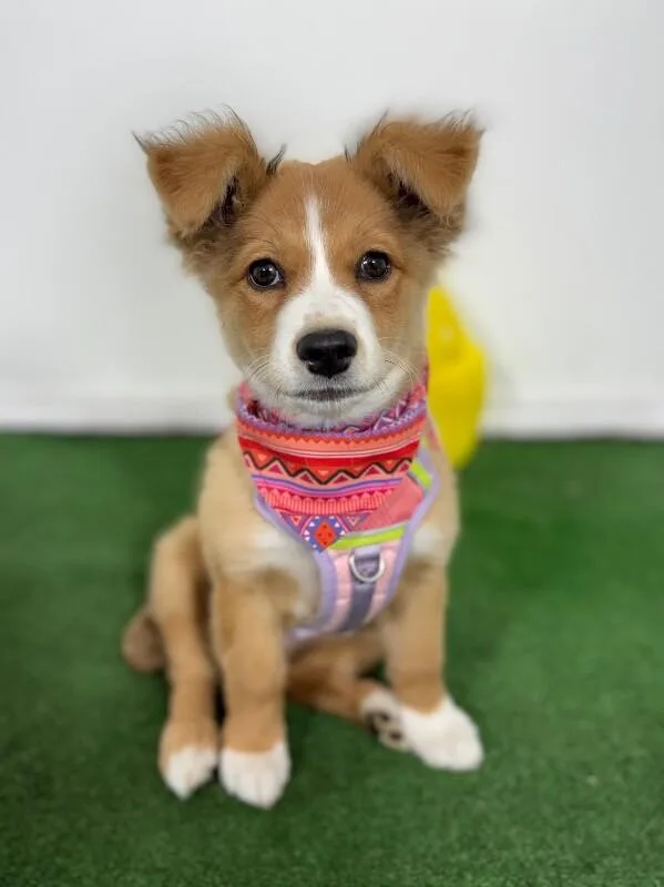 A baby medium-sized female Red / Chestnut / Orange Border Collie dog named Millie for adoption in Carlsbad, CA