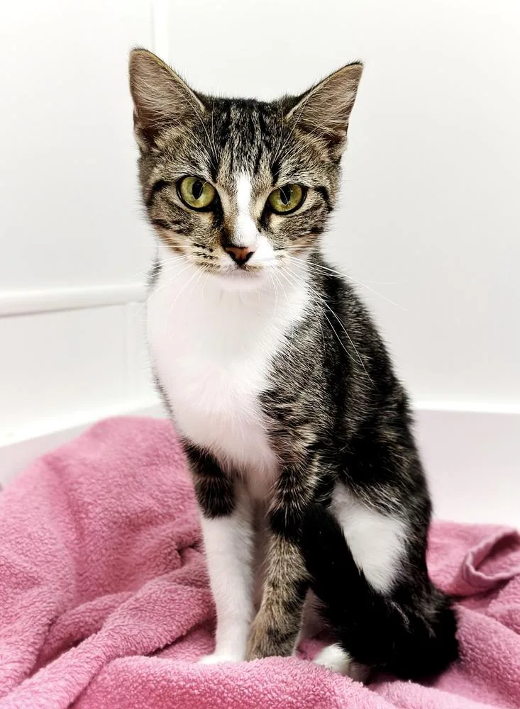 An adult small-sized female Domestic Short Hair cat named Zelena for adoption in Deland, FL