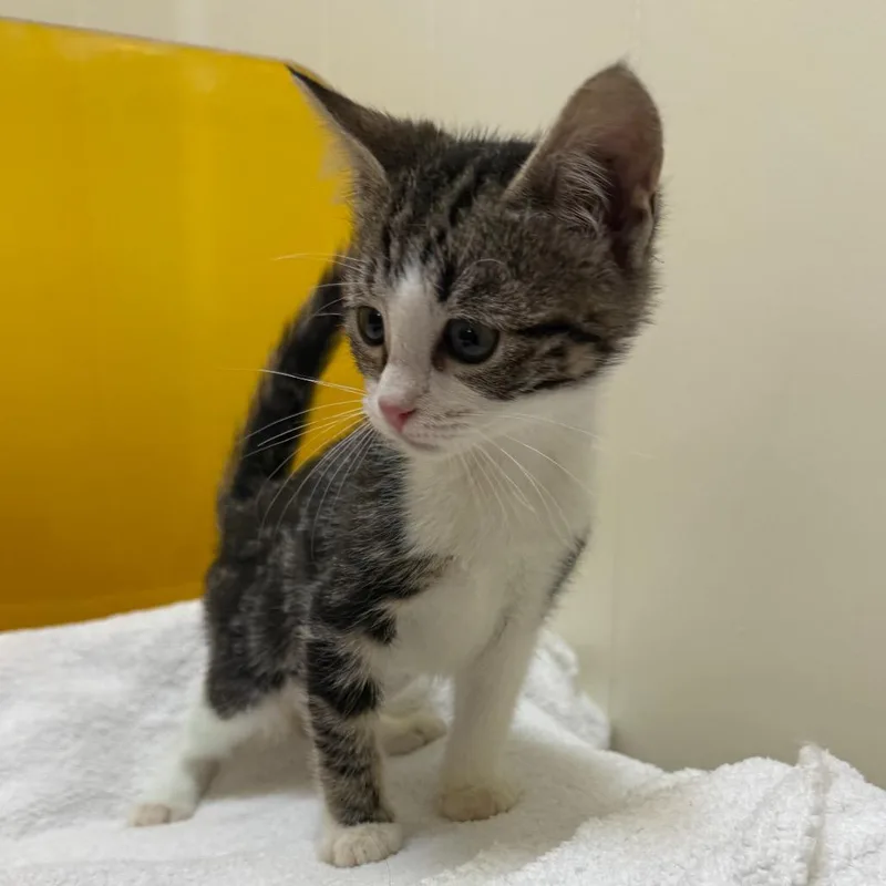 A baby small-sized female Brown / Chocolate Domestic Short Hair cat named Anise for adoption in Tulsa, OK