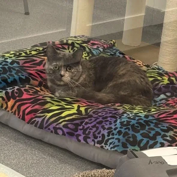 An adult small-sized female Tortoiseshell Domestic Short Hair cat named Rose Anne C for adoption in Princeton, MN