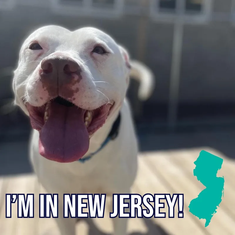 A senior medium-sized male White / Cream Mixed Breed dog named Pinto for adoption in Charleston, WV