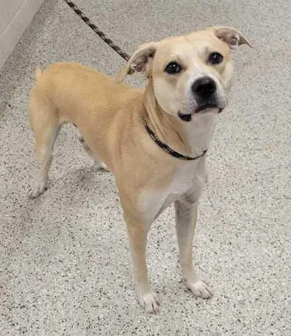 An adult large-sized male Yellow / Tan / Blond / Fawn Mixed Breed dog named Toasty for adoption in Kansas City, MO