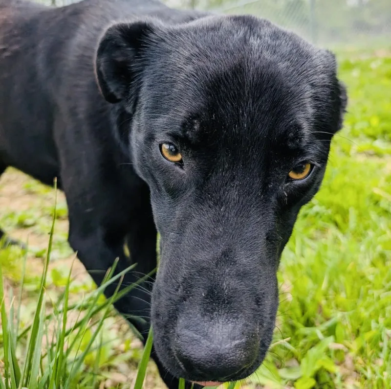 A young medium-sized male Black Labrador Retriever dog named Jersey for adoption in Sulphur, KY