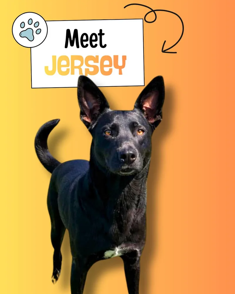 Jersey thumbnail 4