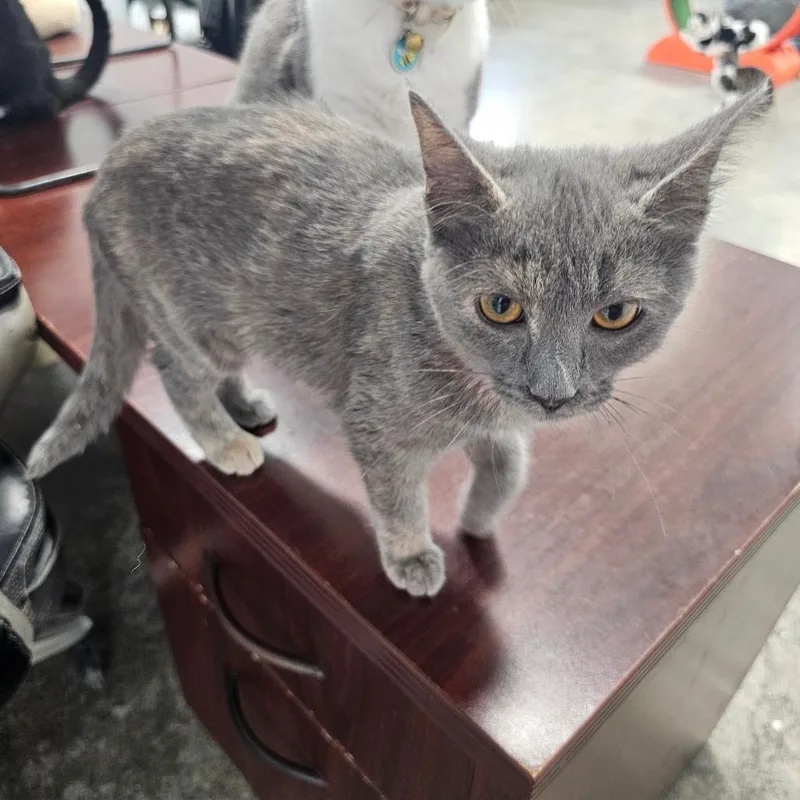 A baby small-sized female Calico Domestic Short Hair cat named Beauty for adoption in Corydon, IN