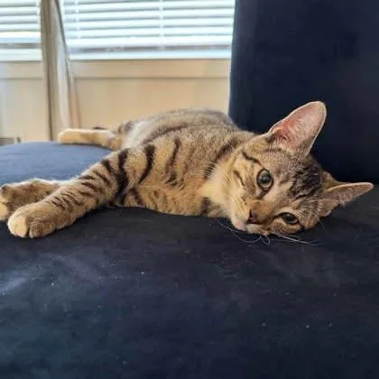 A young small-sized male Gray / Blue / Silver Domestic Short Hair cat named Pinto for adoption in Atlanta, GA