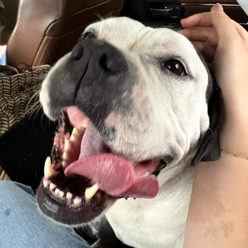 Maisie Fka Princess thumbnail 3