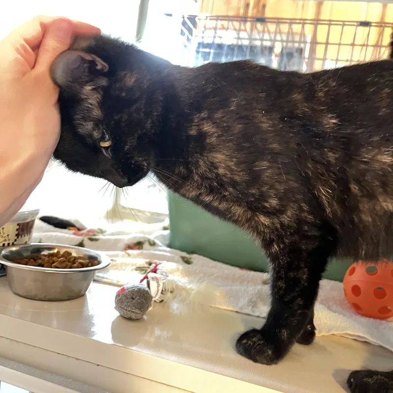 An adult medium-sized female Torbie cat named Pixy Stix for adoption in Salisbury, MA