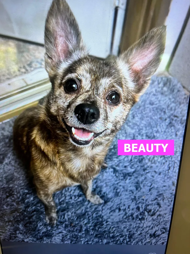 Dora & Beauty — thumbnail 2